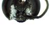 Tachysphex sp.